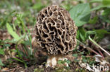 Common morel (Morchella esculenta)