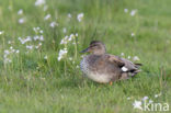 Gadwall (Anas strepera)