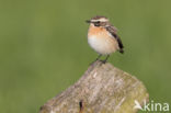 Whinchat (Saxicola rubetra)