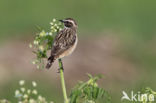 Whinchat (Saxicola rubetra)