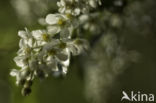 Gewone vogelkers (Prunus padus)