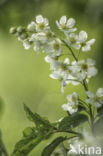 Bird Cherry (Prunus padus)