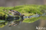 Appelvink (Coccothraustes coccothraustes)