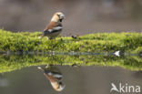 Hawfinch (Coccothraustes coccothraustes)