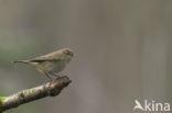 Willow Warbler (Phylloscopus trochilus)