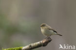 Willow Warbler (Phylloscopus trochilus)