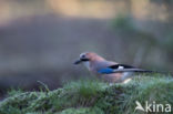 Vlaamse Gaai (Garrulus glandarius)