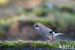 Vlaamse Gaai (Garrulus glandarius)