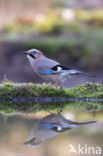 Vlaamse Gaai (Garrulus glandarius)