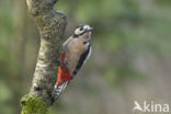 Great Spotted Woodpecker (Dendrocopos major)