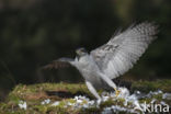 Havik (Accipiter gentilis)