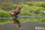 Red Crossbill (Loxia curvirostra)