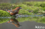 Red Crossbill (Loxia curvirostra)