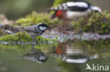 Red Crossbill (Loxia curvirostra)