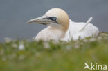 Northern Gannet (Morus bassanus)