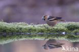 Appelvink (Coccothraustes coccothraustes)