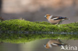 Hawfinch (Coccothraustes coccothraustes)