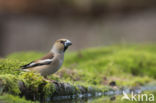 Hawfinch (Coccothraustes coccothraustes)