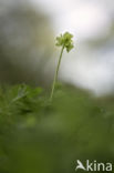 Muskuskruid (Adoxa moschatellina)