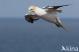 Northern Gannet (Morus bassanus)