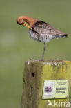 Grutto (Limosa limosa)