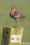 Grutto (Limosa limosa)