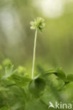 Muskuskruid (Adoxa moschatellina)