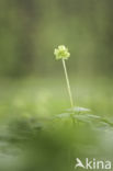 Moschatel