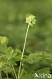 Muskuskruid (Adoxa moschatellina)