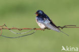 Barn Swallow (Hirundo rustica)