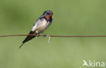 Boerenzwaluw (Hirundo rustica)