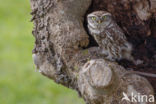 Little Owl (Athene noctua)