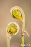 Koningsvaren (Osmunda regalis)