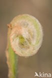 Koningsvaren (Osmunda regalis)