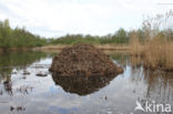 Muskrat (Ondatra zibethicus)