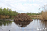 Muskrat (Ondatra zibethicus)