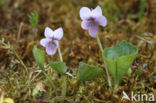 Moerasviooltje (Viola palustris)
