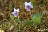 Marsh Violet (Viola palustris)