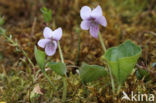 Moerasviooltje (Viola palustris)