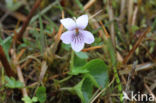 Marsh Violet (Viola palustris)