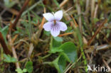 Moerasviooltje (Viola palustris)