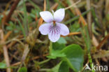 Marsh Violet (Viola palustris)