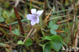 Moerasviooltje (Viola palustris)