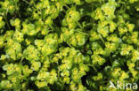 Opposite-leaved Golden Saxifrage (Chrysosplenium oppositifolium)