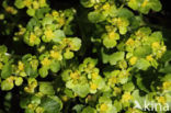 Opposite-leaved Golden Saxifrage (Chrysosplenium oppositifolium)