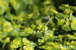 Opposite-leaved Golden Saxifrage (Chrysosplenium oppositifolium)