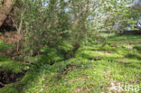 Paarbladig goudveil (Chrysosplenium oppositifolium)