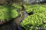 Opposite-leaved Golden Saxifrage (Chrysosplenium oppositifolium)