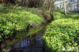 Opposite-leaved Golden Saxifrage (Chrysosplenium oppositifolium)