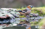 Goldfinch (Coccothraustes spec.)